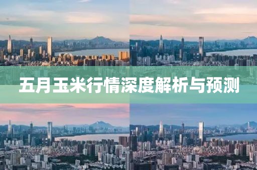 五月玉米行情深度解析与预测
