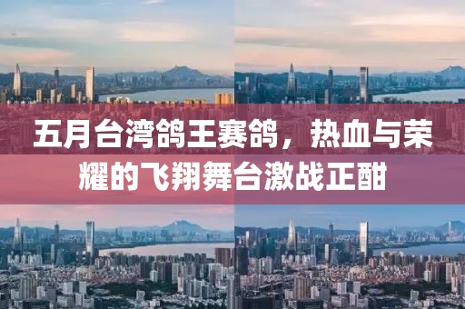 五月台湾鸽王赛鸽，热血与荣耀的飞翔舞台激战正酣