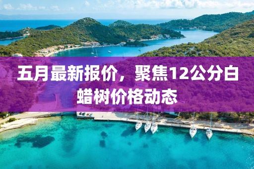 五月最新报价，聚焦12公分白蜡树价格动态
