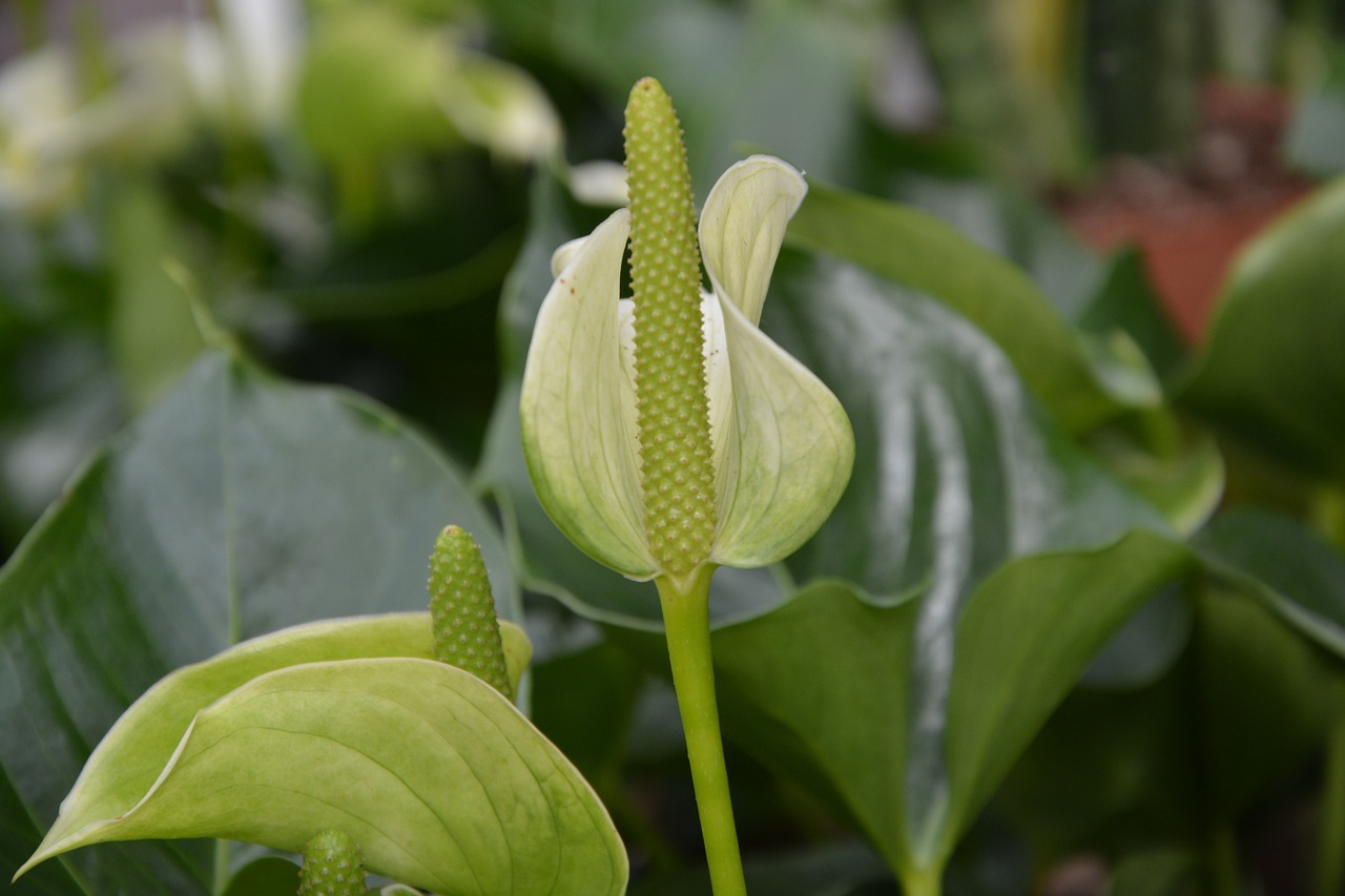 花无名 第65页